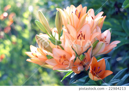 百合 百合 22984213