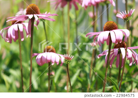 Echinacea 22984575
