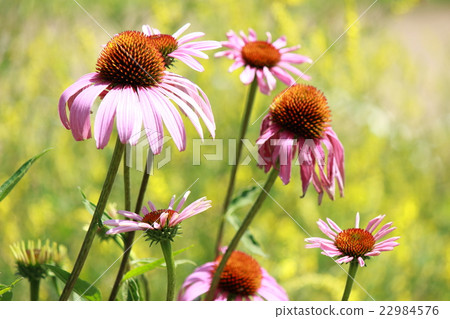 Echinacea 22984576