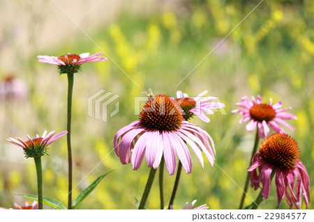 Echinacea 22984577