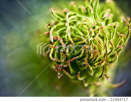 macro of an organic looking plant 22984717