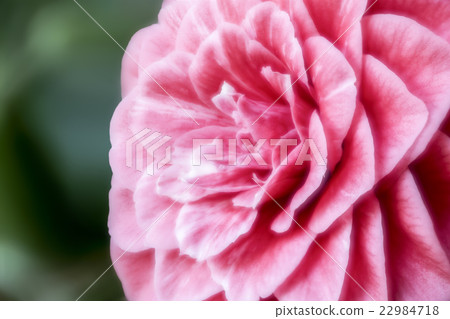 blurred background shot of a pink peony 22984718