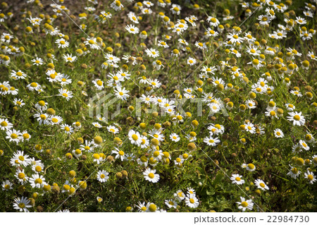 field of daisies in spring 22984730