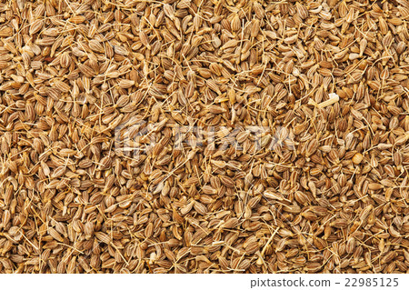 茴香種子(西班牙) 茴香種子(西班牙) 22985125