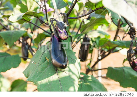 It is making of home garden It is making of home garden 22985746