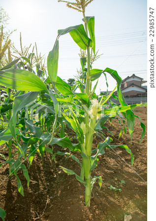 玉米 玉米 22985747