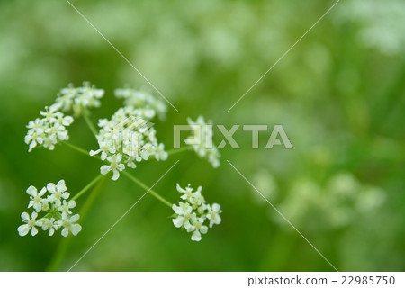 White field flower 22985750