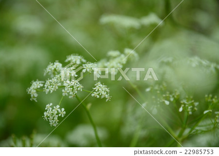 White field flower 22985753