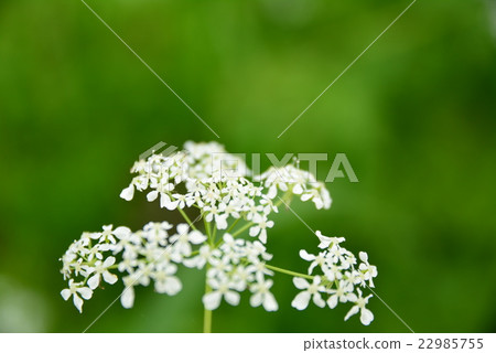 White field flower 22985755