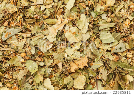 林登（保加利亞） 22985811