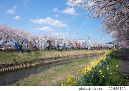 Sabae Sakura模式 22986111