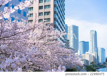 Sakura / Urban landscape 22986475