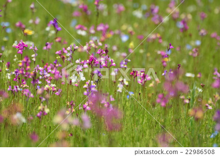 Flower garden 22986508