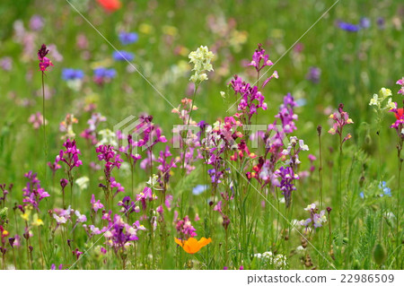 Flower garden 22986509