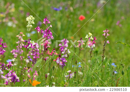 Flower garden Flower garden 22986510