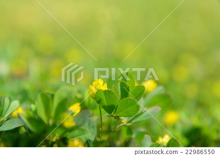 Wildflower Wildflower 22986550