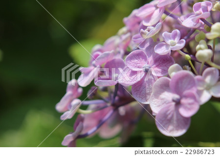 Hydrangea 22986723