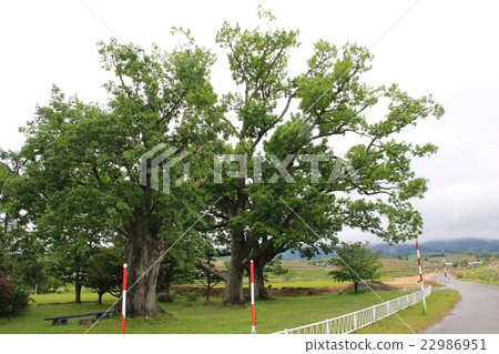 Three bottles of Sendaiyama in Shinjo Town, Ashibetsu City 22986951