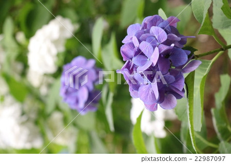 繡球 繡球 22987097