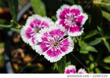 Dianthus chinensis (China Pink) Flowers 22987229