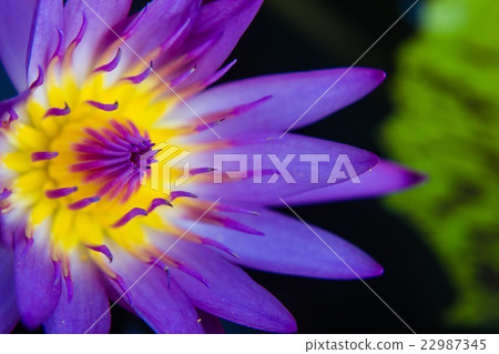 part of purple Lotus Water Lilly pollen part of purple Lotus Water Lilly pollen 22987345