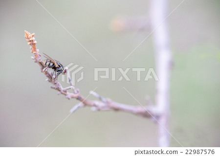 Fly perched on a tree branch Fly perched on a tree branch 22987576