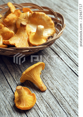 Mushroom Yellow chanterelle 22987717