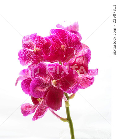 Purple Maroon Orchid Flower Purple Maroon Orchid Flower 22987813