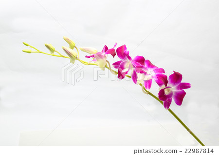 Purple Maroon Orchid Flower Purple Maroon Orchid Flower 22987814