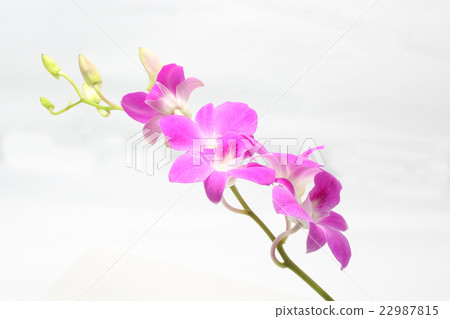 Purple Maroon Orchid Flower Purple Maroon Orchid Flower 22987815