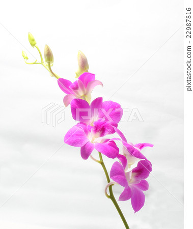 Purple Maroon Orchid Flower Purple Maroon Orchid Flower 22987816