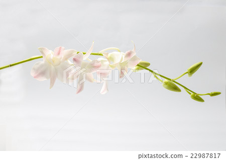 Light purple white Orchid Flower Light purple white Orchid Flower 22987817