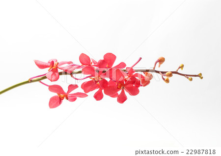 Red maroon Orchid Flower 22987818