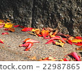 Bright fallen leaves 22987865