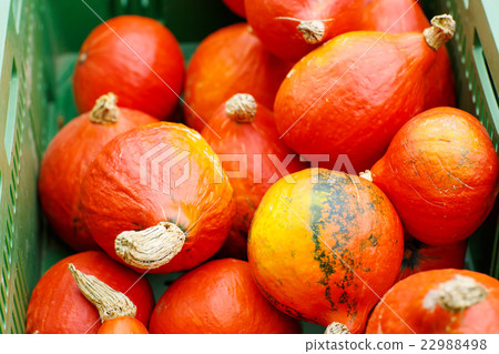bunch of plump and juicy holiday pumpkins bunch of plump and juicy holiday pumpkins 22988498