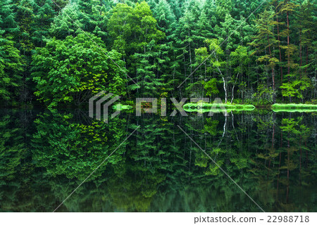 Fresh greenery at Mishaka Pond 22988718