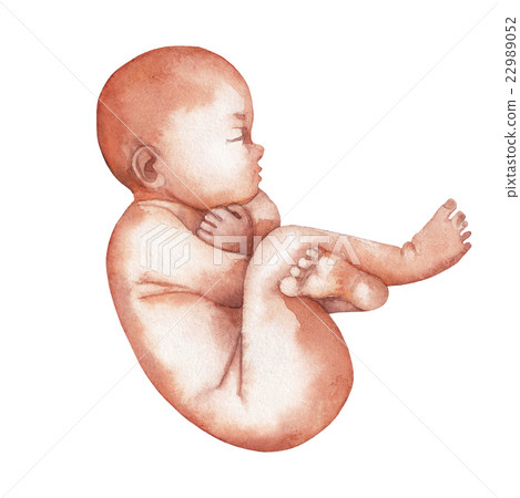 Watercolor isolated fetus 22989052