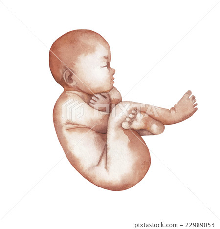Watercolor isolated fetus Watercolor isolated fetus 22989053