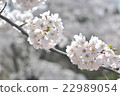 Cherry petals 22989054