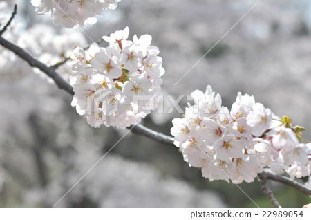 Cherry petals Cherry petals 22989054