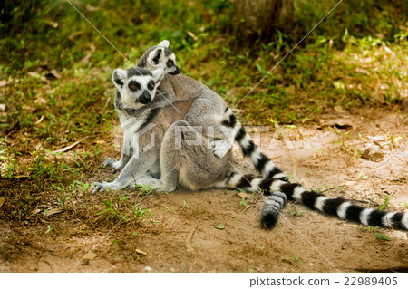 Ring- tailed Lemur 22989405
