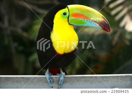 Colorful birds (Sanshok Kim Neo Ohashi) 22989435