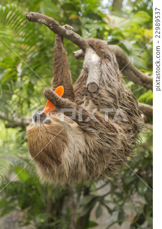 two-toed sloth eating carrot two-toed sloth eating carrot 22989537