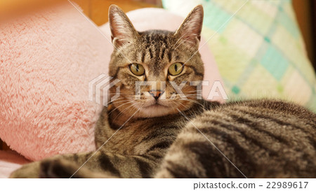 Cute cat face cat Cute cat face cat 22989617