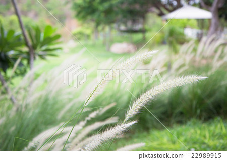 Soft Focus, Feather Pennisetum vintage background Soft Focus, Feather Pennisetum vintage background 22989915