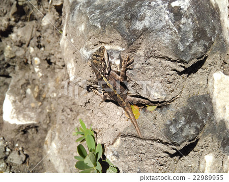 Graceful green lizard predator basks rock in sun. Graceful green lizard predator basks rock in sun. 22989955