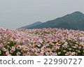 Pink Margaret 22990727
