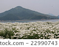 White Margaret 22990743