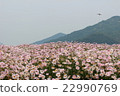 Pink Margaret Field 22990769