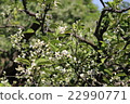 Mandarin orange flowers 22990771